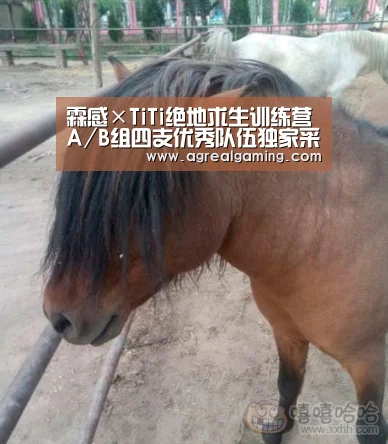 霖感×TiTi绝地求生训练营A/B组四支优秀队伍独家采访!|AG真人(图1) AG集团